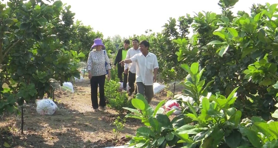 Vườn bưởi da xanh trĩu quả bên sông Vàm Cỏ Tây: Cú chuyển mình bất ngờ của vùng đất trồng lúa Vườn bưởi da xanh trĩu quả bên sông Vàm Cỏ Tây: Cú chuyển mình bất ngờ của vùng đất trồng lúa