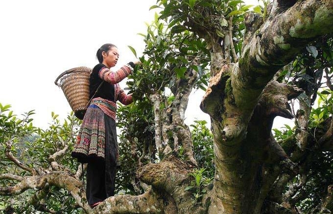 Một xã ở Lào Cai có 40.000 cây chè cổ thụ hoành tráng – kho báu quý hiếm của núi rừng