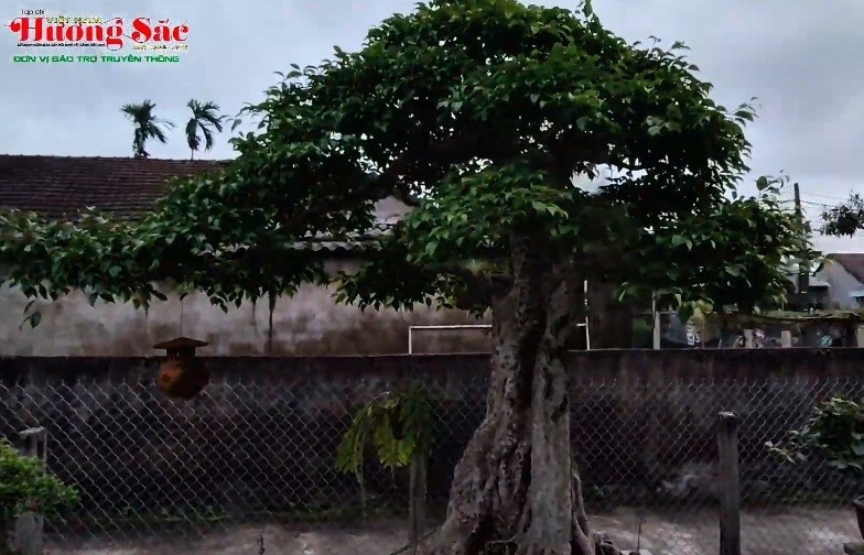 Vườn cây cảnh của nghệ nhân Nguyễn Thanh Hoan ở Quảng Ngãi