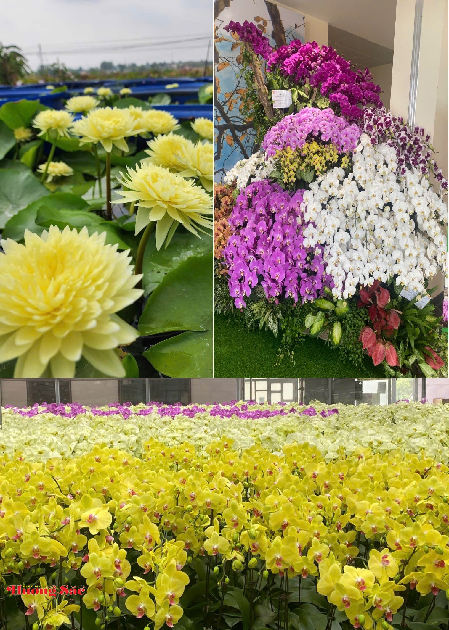 Sắp diễn ra Hội nghị Quốc tế lớn nhất châu Á về đổi mới ngành hoa tại Hà Nội Sắp diễn ra Hội nghị Quốc tế lớn nhất châu Á về đổi mới ngành hoa tại Hà Nội