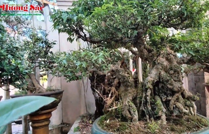 Ngắm bonsai của nghệ nhân Hữu Thọ ở Quảng Ngãi