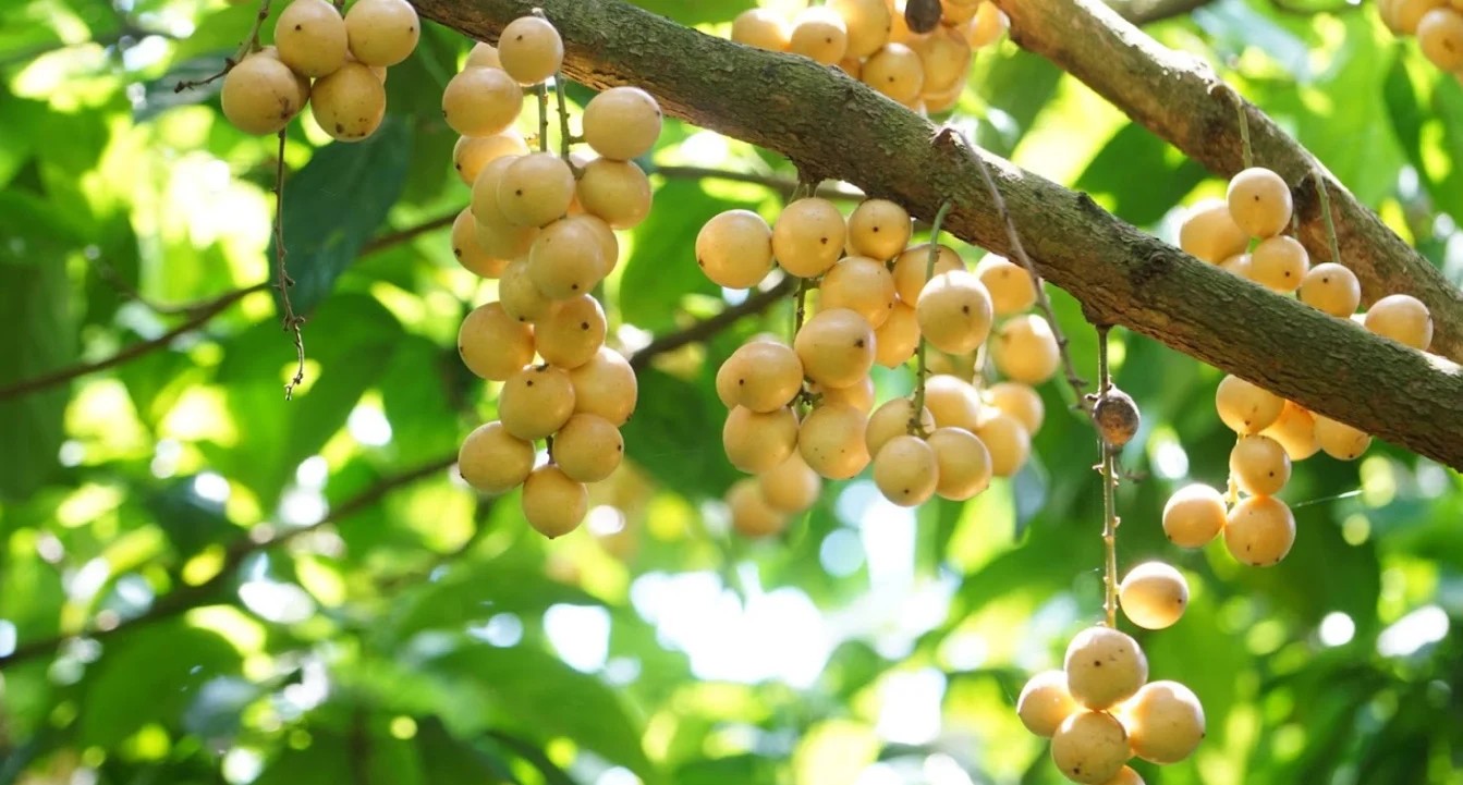 Thứ quả từng rụng đầy vườn không ai để ý, giờ thành đặc sản khiến thực khách mê mẩn Thứ quả từng rụng đầy vườn không ai để ý, giờ thành đặc sản khiến thực khách mê mẩn