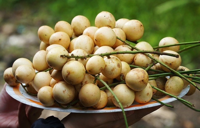 Thứ quả từng rụng đầy vườn không ai để ý, giờ thành đặc sản khiến thực khách mê mẩn Thứ quả từng rụng đầy vườn không ai để ý, giờ thành đặc sản khiến thực khách mê mẩn