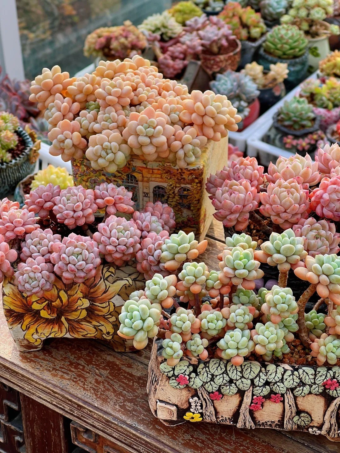 Trồng sen đá, xương rồng là tụ tài hay phá tài? Bí quyết nằm ở cách bài trí