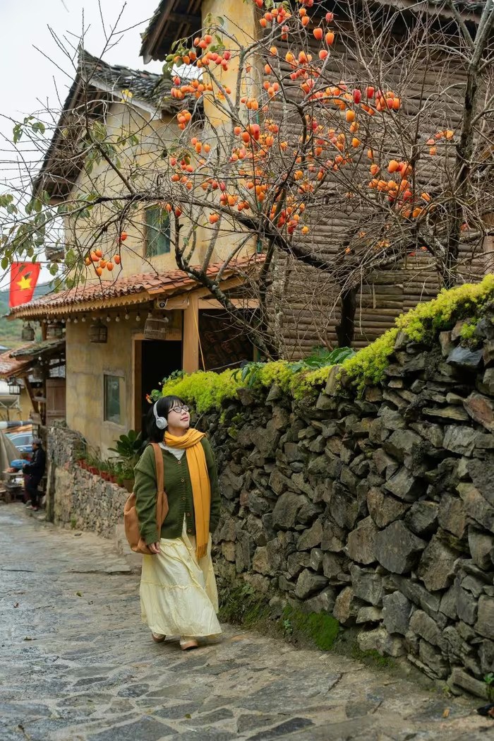 Góc làng cổ Lô Lô Chải bỗng vàng rực nhờ loài cây này, du khách nườm nượp kéo đến Góc làng cổ Lô Lô Chải bỗng vàng rực nhờ loài cây này, du khách nườm nượp kéo đến