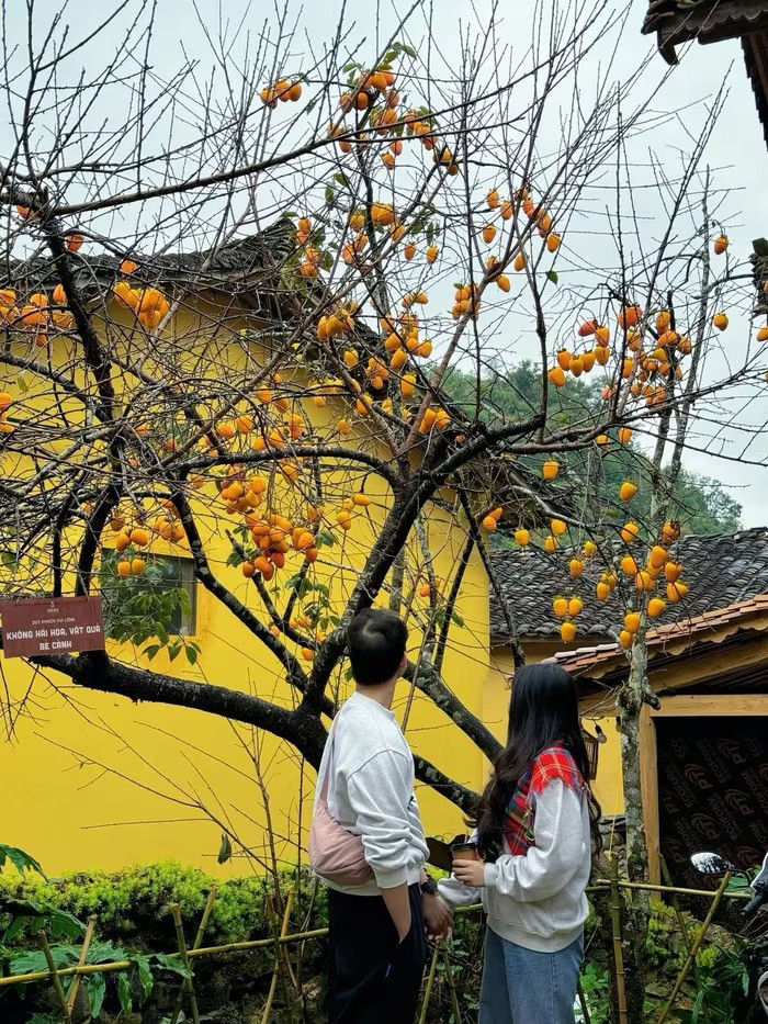 Góc làng cổ Lô Lô Chải bỗng vàng rực nhờ loài cây này, du khách nườm nượp kéo đến Góc làng cổ Lô Lô Chải bỗng vàng rực nhờ loài cây này, du khách nườm nượp kéo đến