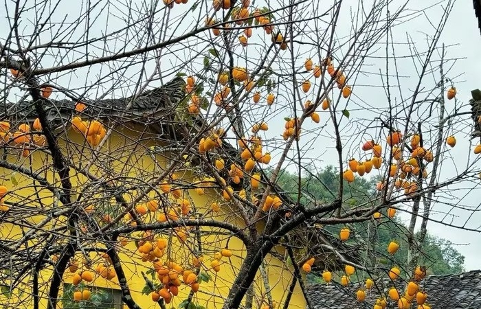 Góc làng cổ Lô Lô Chải bỗng vàng rực nhờ loài cây này, du khách nườm nượp kéo đến