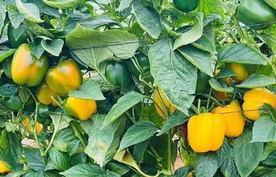 Bạn sẽ bất ngờ khi biết loại quả này chứa vitamin C cao vượt trội hơn cả cam chanh