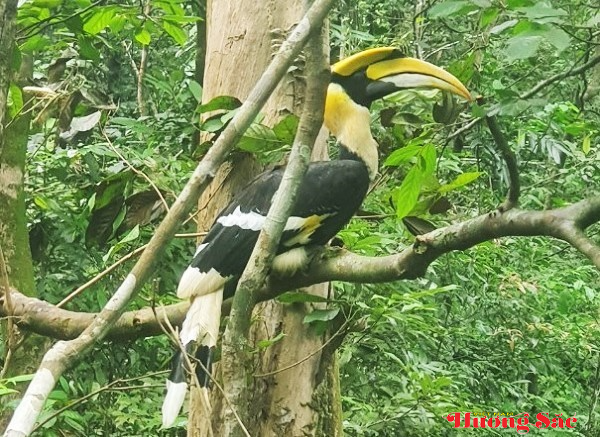 Chim hồng hoàng – biểu tượng chung thủy giữa thiên nhiên hoang dã Chim hồng hoàng – biểu tượng chung thủy giữa thiên nhiên hoang dã