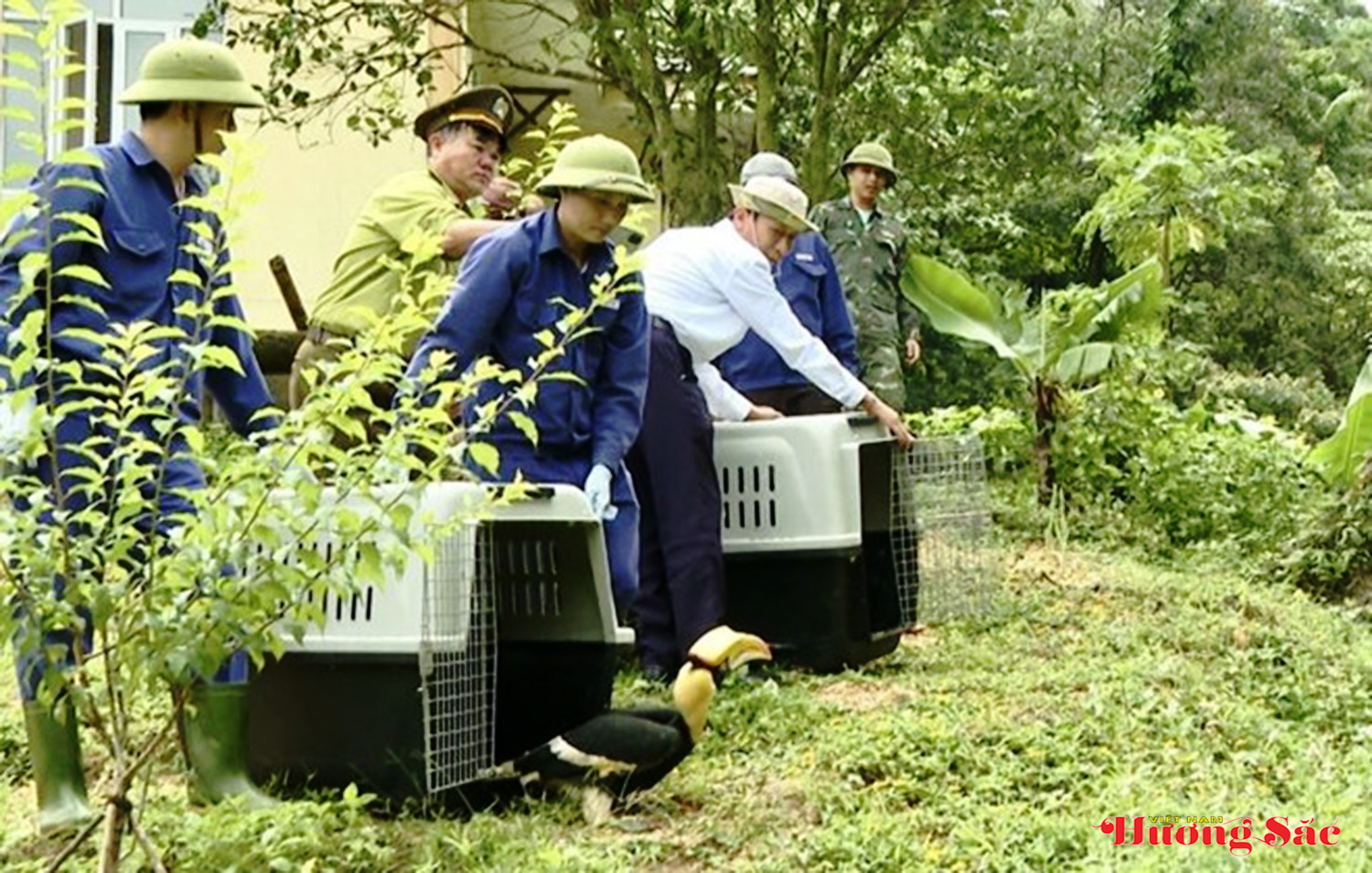 Chim hồng hoàng – biểu tượng chung thủy giữa thiên nhiên hoang dã Chim hồng hoàng – biểu tượng chung thủy giữa thiên nhiên hoang dã