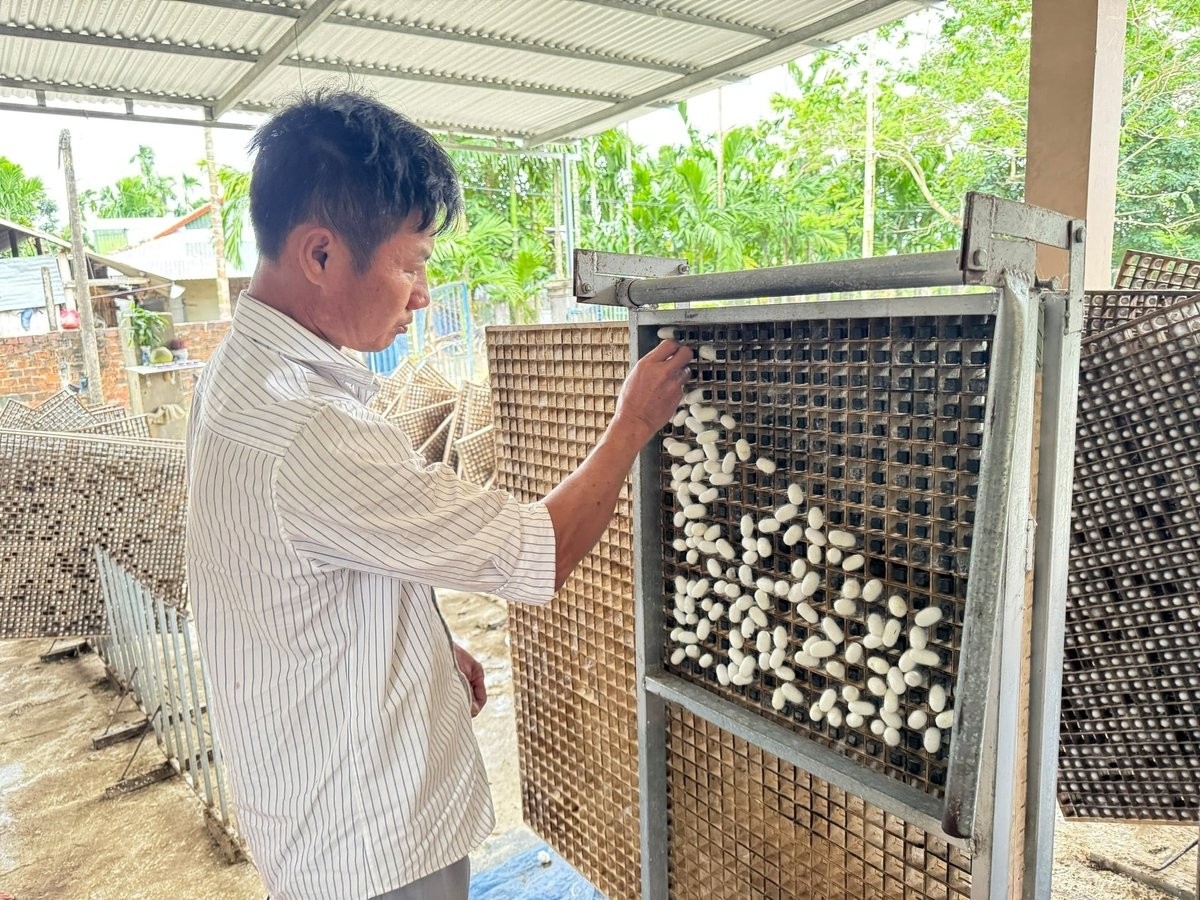 Quảng Ngãi: Hồi sinh nghề nuôi tằm ven sông Trà Khúc Quảng Ngãi: Hồi sinh nghề nuôi tằm ven sông Trà Khúc