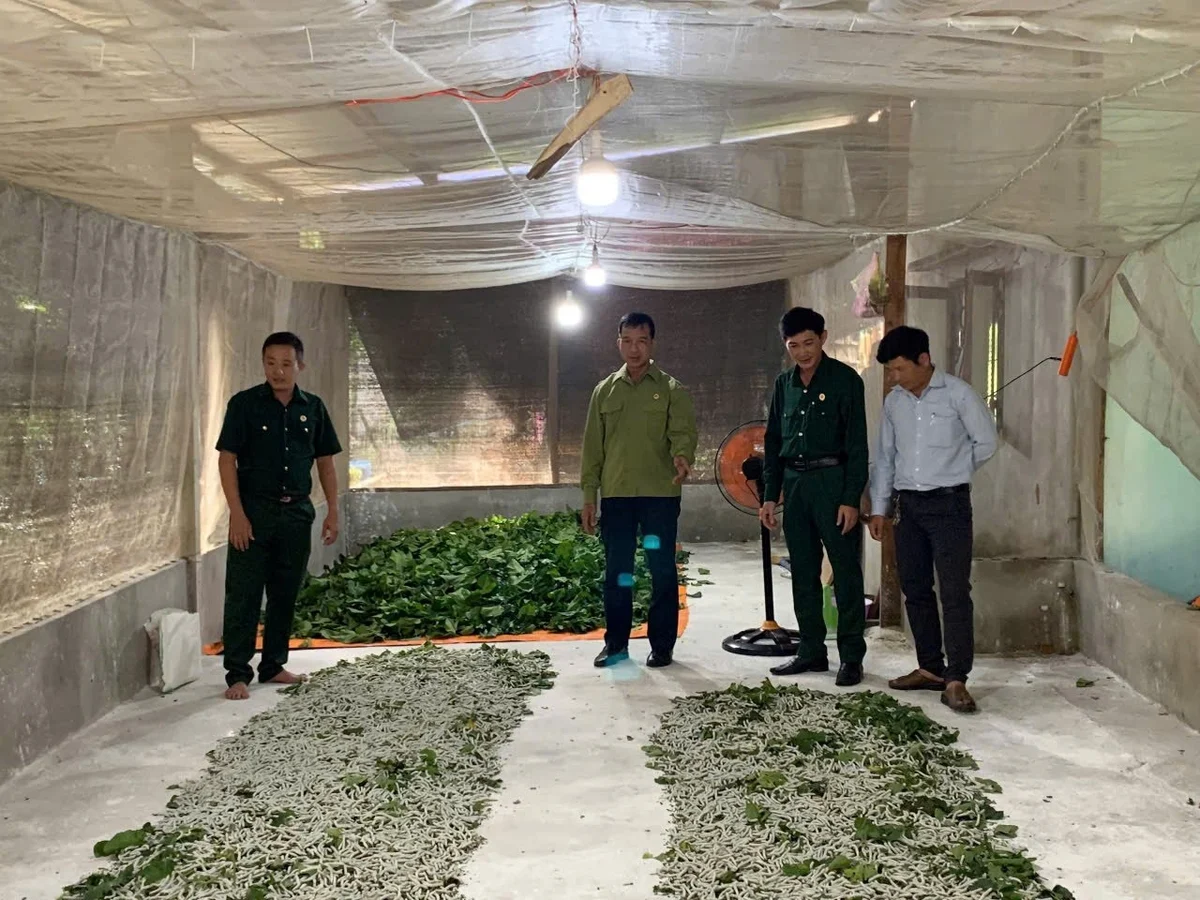Quảng Ngãi: Hồi sinh nghề nuôi tằm ven sông Trà Khúc Quảng Ngãi: Hồi sinh nghề nuôi tằm ven sông Trà Khúc
