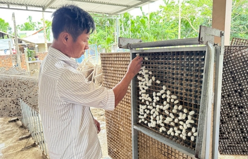 Quảng Ngãi: Hồi sinh nghề nuôi tằm ven sông Trà Khúc