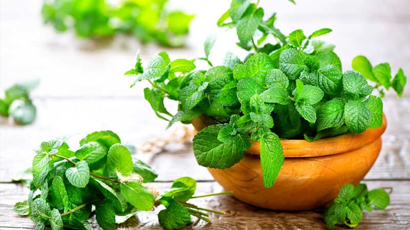 5 loài hoa vừa làm cảnh đẹp vừa giúp xua đuổi chuột hiệu quả 5 loài hoa vừa làm cảnh đẹp vừa giúp xua đuổi chuột hiệu quả