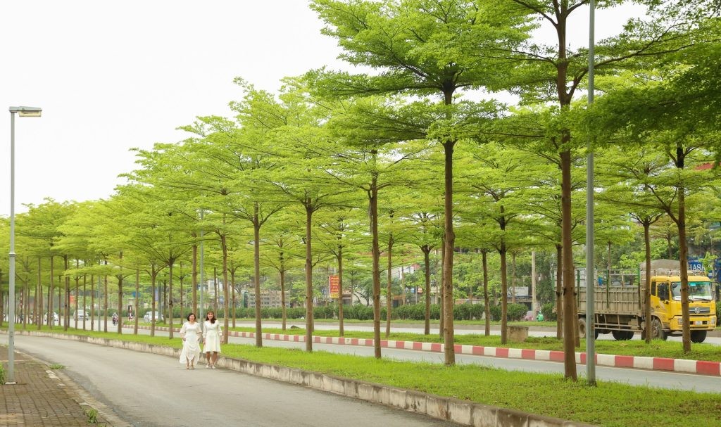 6 loại cây lý tưởng trồng trước nhà: Bóng mát đẹp, ít rụng lá, dễ chăm sóc 6 loại cây lý tưởng trồng trước nhà: Bóng mát đẹp, ít rụng lá, dễ chăm sóc