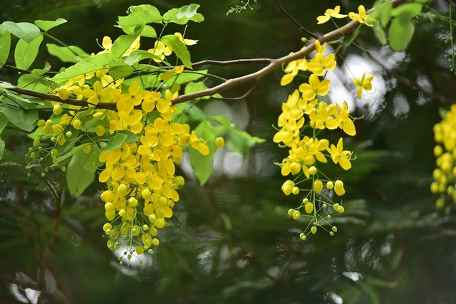 6 loại cây lý tưởng trồng trước nhà: Bóng mát đẹp, ít rụng lá, dễ chăm sóc 6 loại cây lý tưởng trồng trước nhà: Bóng mát đẹp, ít rụng lá, dễ chăm sóc