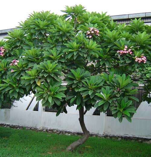 6 loại cây lý tưởng trồng trước nhà: Bóng mát đẹp, ít rụng lá, dễ chăm sóc 6 loại cây lý tưởng trồng trước nhà: Bóng mát đẹp, ít rụng lá, dễ chăm sóc