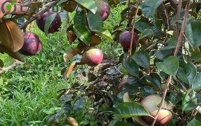 6 loại cây lý tưởng trồng trước nhà: Bóng mát đẹp, ít rụng lá, dễ chăm sóc