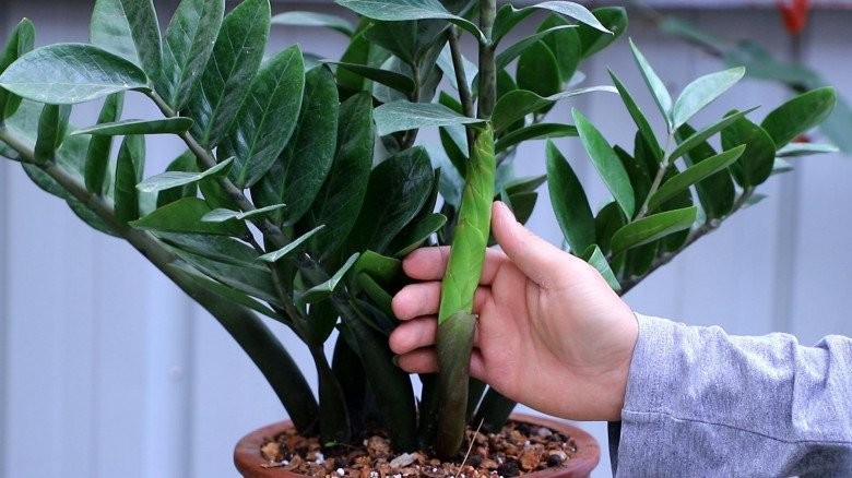 Cổ nhân chọn cây phong thủy theo 12 con giáp để thu hút tài lộc năm mới Cổ nhân chọn cây phong thủy theo 12 con giáp để thu hút tài lộc năm mới