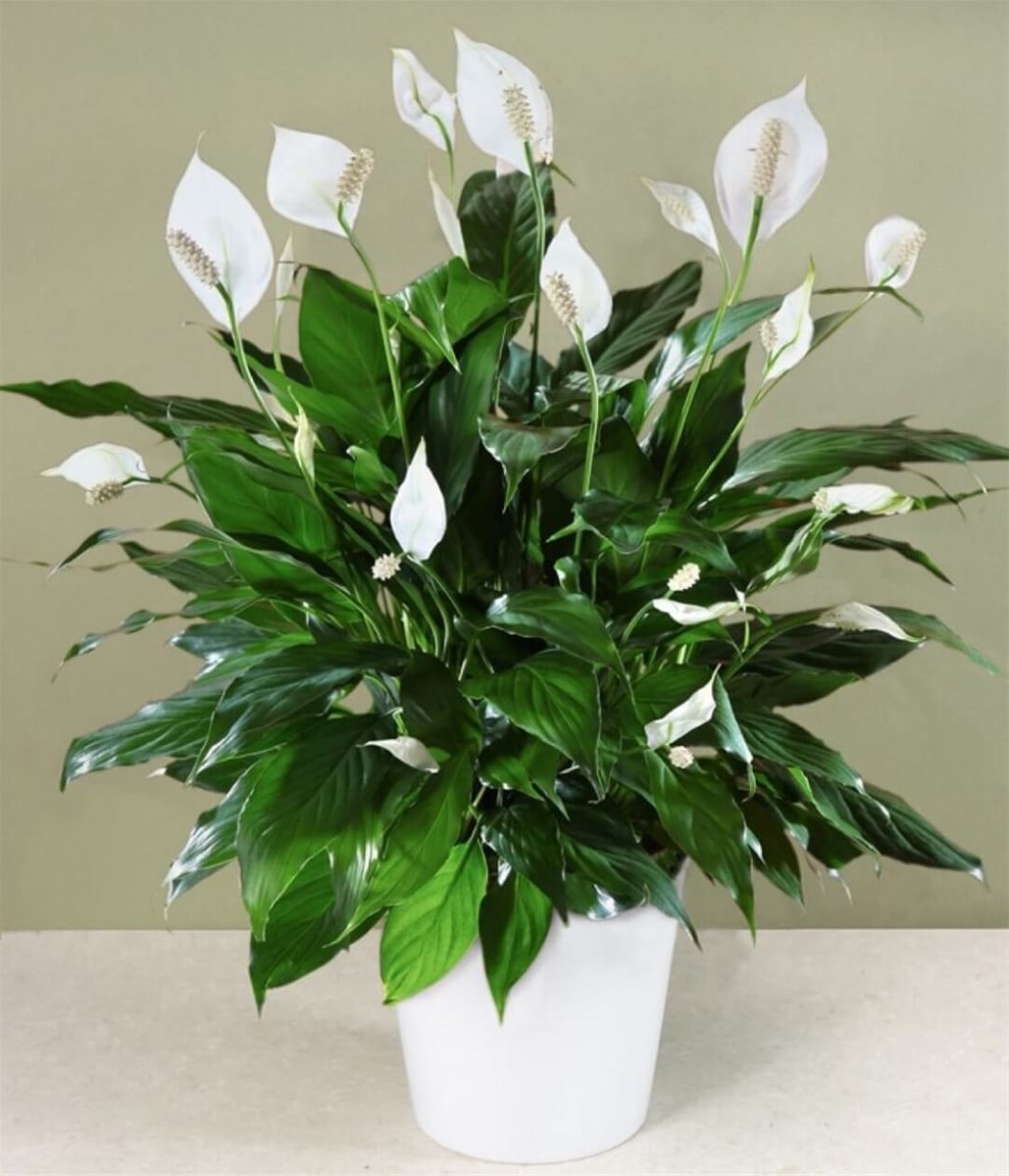 Cổ nhân chọn cây phong thủy theo 12 con giáp để thu hút tài lộc năm mới Cổ nhân chọn cây phong thủy theo 12 con giáp để thu hút tài lộc năm mới