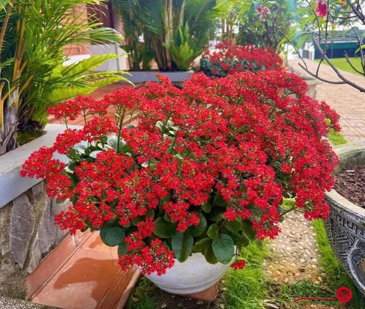 Cổ nhân chọn cây phong thủy theo 12 con giáp để thu hút tài lộc năm mới Cổ nhân chọn cây phong thủy theo 12 con giáp để thu hút tài lộc năm mới