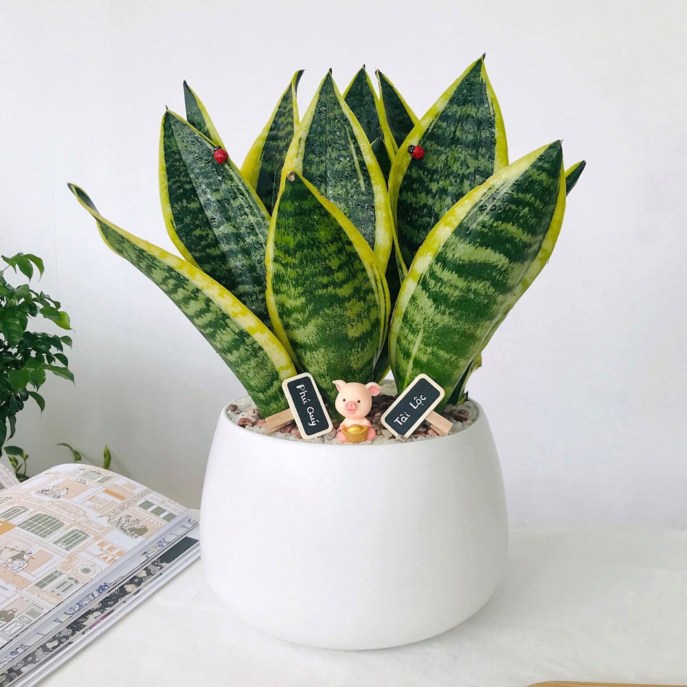 Cổ nhân chọn cây phong thủy theo 12 con giáp để thu hút tài lộc năm mới Cổ nhân chọn cây phong thủy theo 12 con giáp để thu hút tài lộc năm mới