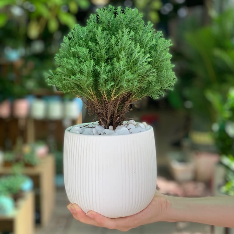 Cổ nhân chọn cây phong thủy theo 12 con giáp để thu hút tài lộc năm mới Cổ nhân chọn cây phong thủy theo 12 con giáp để thu hút tài lộc năm mới