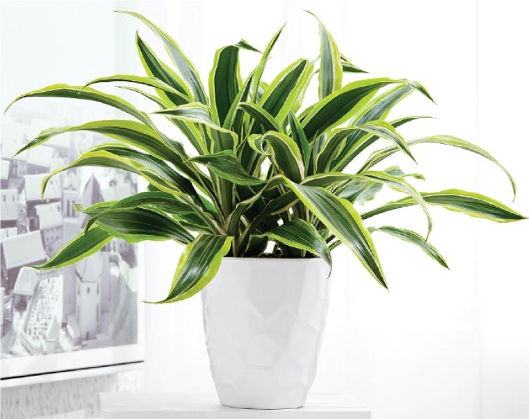 Cổ nhân chọn cây phong thủy theo 12 con giáp để thu hút tài lộc năm mới Cổ nhân chọn cây phong thủy theo 12 con giáp để thu hút tài lộc năm mới