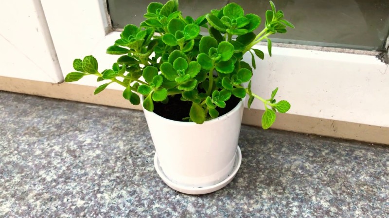 Cổ nhân chọn cây phong thủy theo 12 con giáp để thu hút tài lộc năm mới Cổ nhân chọn cây phong thủy theo 12 con giáp để thu hút tài lộc năm mới