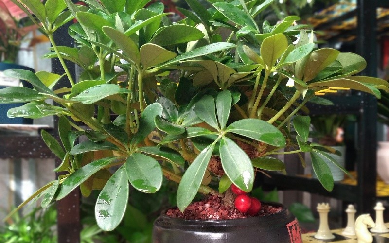 Cổ nhân chọn cây phong thủy theo 12 con giáp để thu hút tài lộc năm mới Cổ nhân chọn cây phong thủy theo 12 con giáp để thu hút tài lộc năm mới
