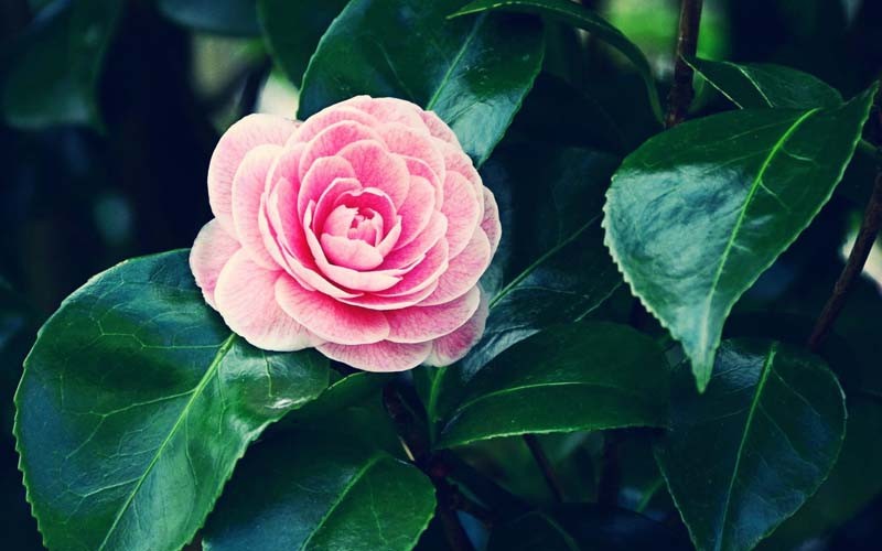 Nhất định nên trồng một cây này trong vườn nhà để chiêu tài khí, tăng năng lượng tích cực Nhất định nên trồng một cây này trong vườn nhà để chiêu tài khí, tăng năng lượng tích cực