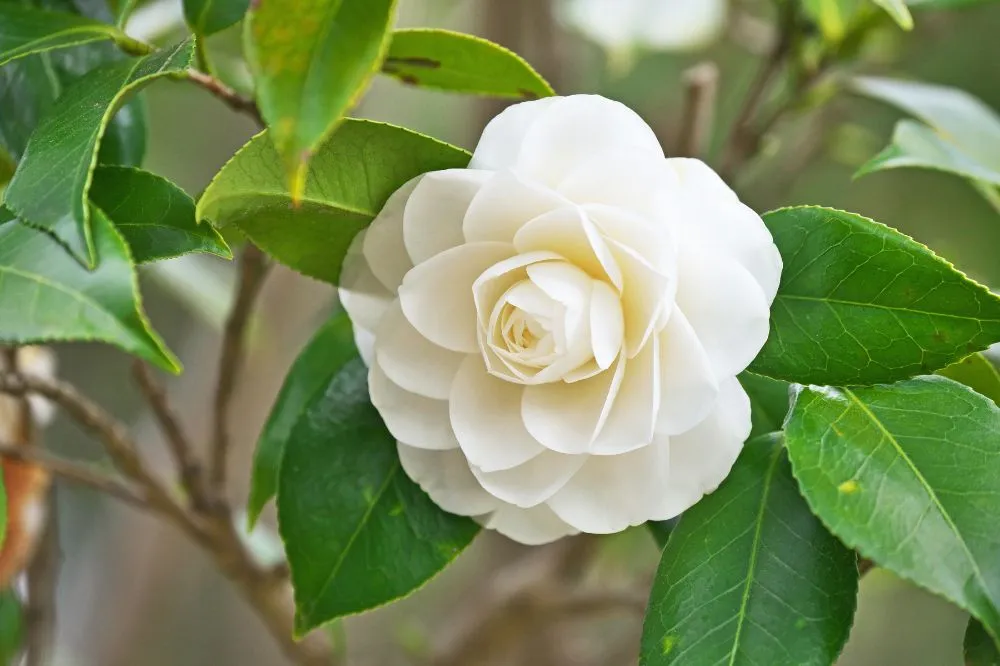 Nhất định nên trồng một cây này trong vườn nhà để chiêu tài khí, tăng năng lượng tích cực Nhất định nên trồng một cây này trong vườn nhà để chiêu tài khí, tăng năng lượng tích cực