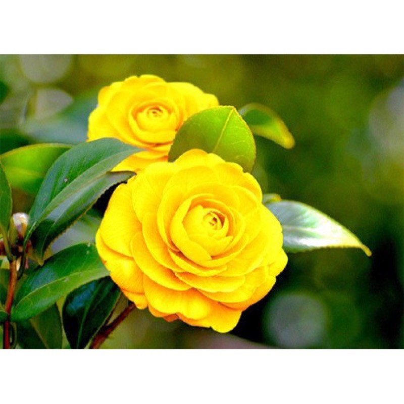 Nhất định nên trồng một cây này trong vườn nhà để chiêu tài khí, tăng năng lượng tích cực Nhất định nên trồng một cây này trong vườn nhà để chiêu tài khí, tăng năng lượng tích cực