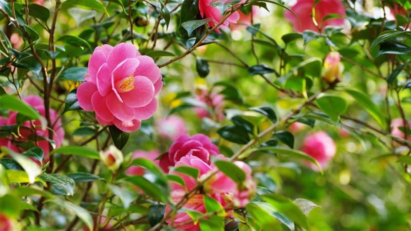 Nhất định nên trồng một cây này trong vườn nhà để chiêu tài khí, tăng năng lượng tích cực Nhất định nên trồng một cây này trong vườn nhà để chiêu tài khí, tăng năng lượng tích cực