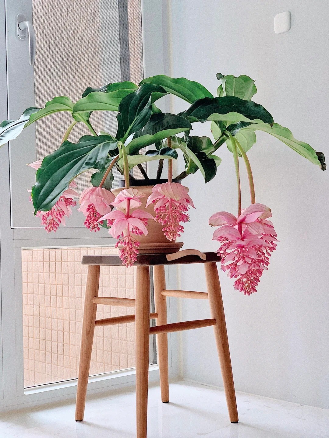 Bảo Liên Đăng - Đèn chùm hồng đang gây sốt giới cây cảnh Việt Nam