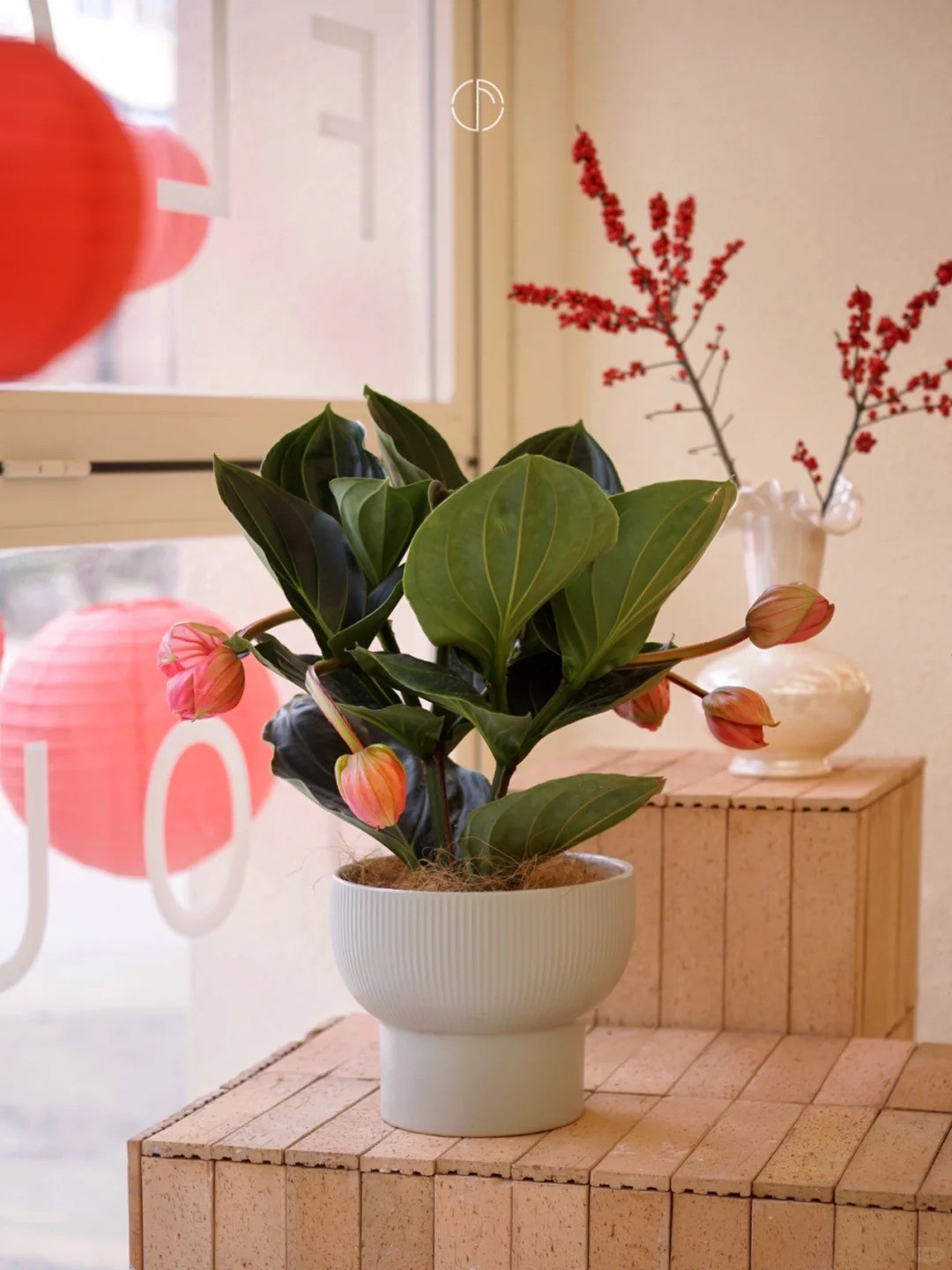 Bảo Liên Đăng - Đèn chùm hồng đang gây sốt giới cây cảnh Việt Nam
