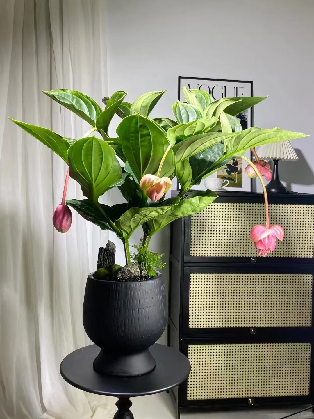 Bảo Liên Đăng - Đèn chùm hồng đang gây sốt giới cây cảnh Việt Nam