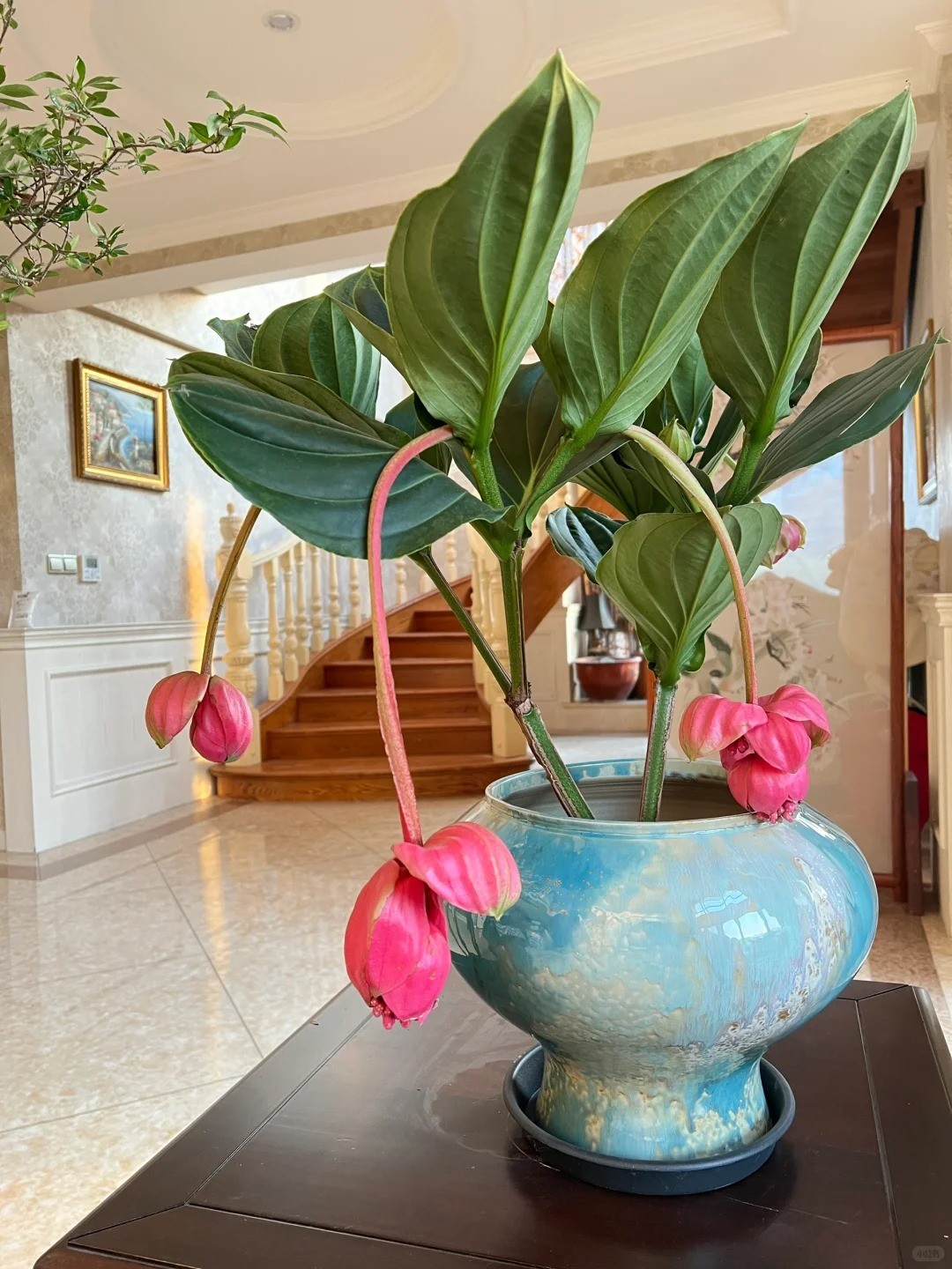 Bảo Liên Đăng -