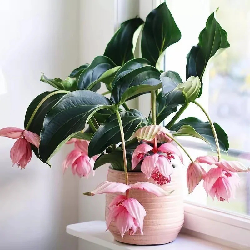Bảo Liên Đăng - Đèn chùm hồng đang gây sốt giới cây cảnh Việt Nam