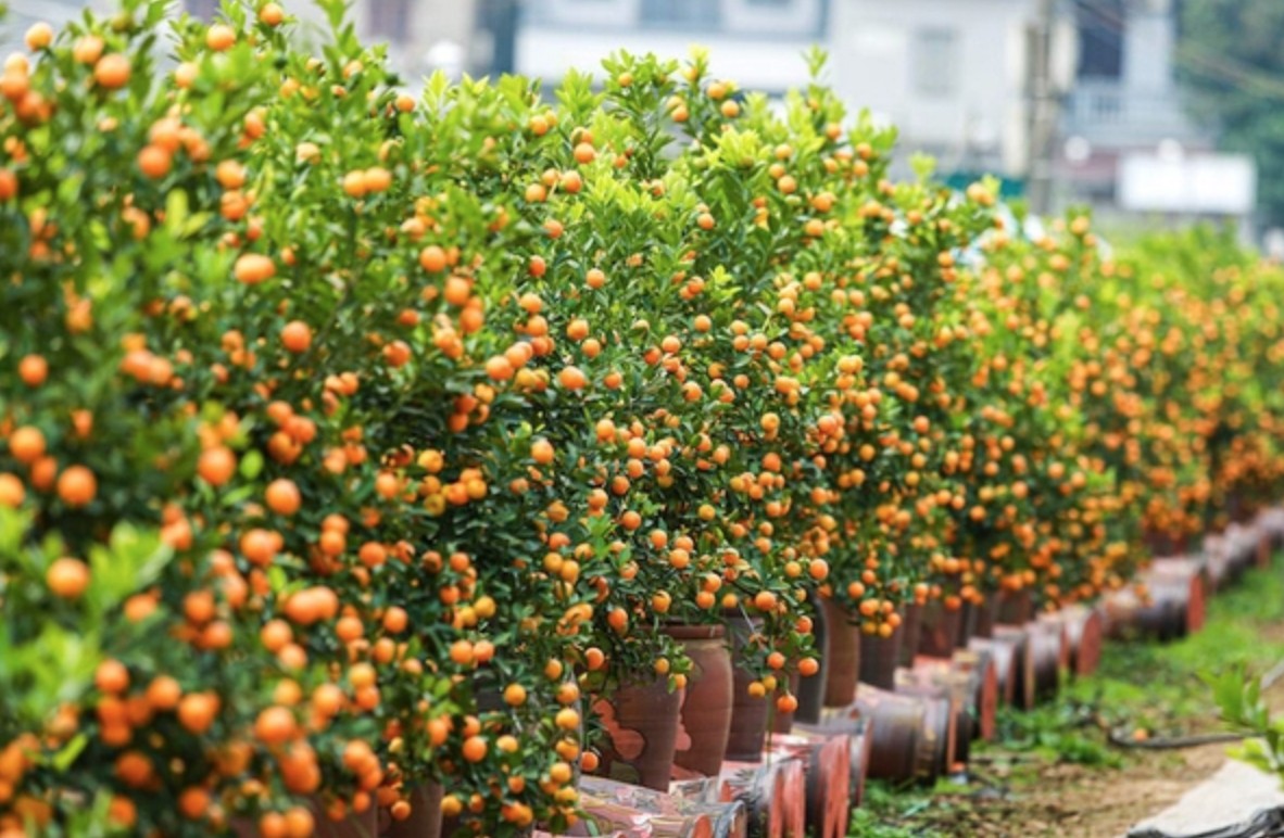 5 loại cây nên trưng trong nhà dịp Tết này để hút tài lộc, rước may mắn 5 loại cây nên trưng trong nhà dịp Tết này để hút tài lộc, rước may mắn