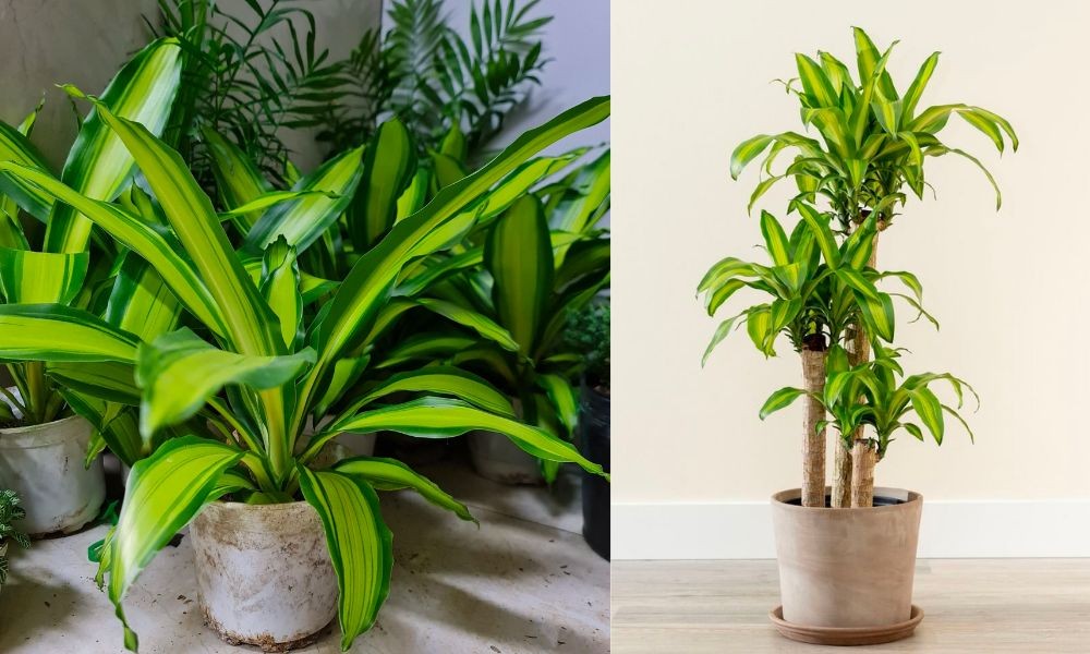 5 loại cây nên trưng trong nhà dịp Tết này để hút tài lộc, rước may mắn 5 loại cây nên trưng trong nhà dịp Tết này để hút tài lộc, rước may mắn