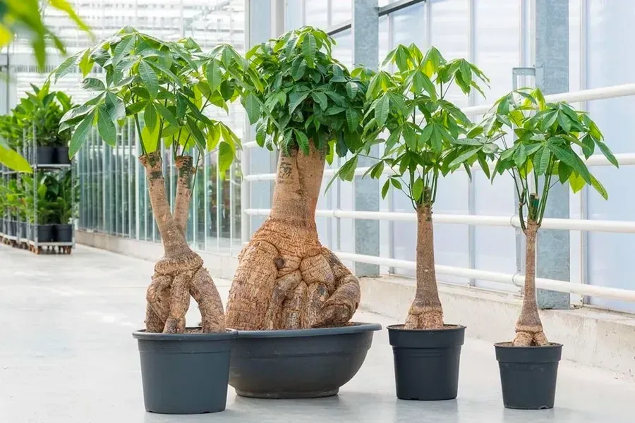 5 loại cây nên trưng trong nhà dịp Tết này để hút tài lộc, rước may mắn 5 loại cây nên trưng trong nhà dịp Tết này để hút tài lộc, rước may mắn