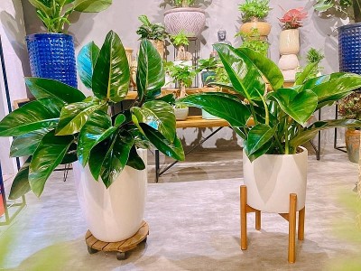 5 loại cây nên trưng trong nhà dịp Tết này để hút tài lộc, rước may mắn