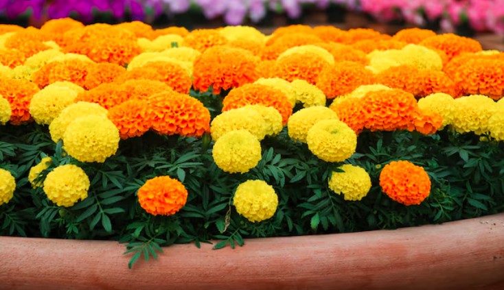 Cây xua đuổi rắn được người Trung Quốc trồng trước cửa: Việt Nam lại chuộng mỗi dịp Tết