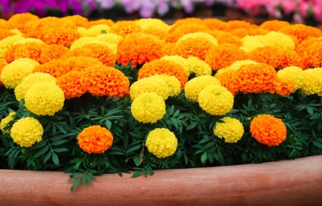 Cây xua đuổi rắn được người Trung Quốc trồng trước cửa: Việt Nam lại chuộng mỗi dịp Tết