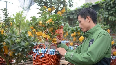 Chơi Tết kiểu mới: Phật thủ bonsai mini giá vài triệu vẫn cháy hàng