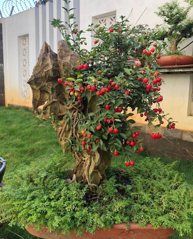 Cây ăn quả quen thuộc lên chậu thành bonsai: Giá tiền tỷ, mang may mắn và tài lộc Cây ăn quả quen thuộc lên chậu thành bonsai: Giá tiền tỷ, mang may mắn và tài lộc