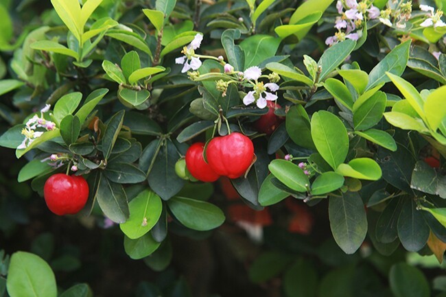Cây ăn quả quen thuộc lên chậu thành bonsai: Giá tiền tỷ, mang may mắn và tài lộc Cây ăn quả quen thuộc lên chậu thành bonsai: Giá tiền tỷ, mang may mắn và tài lộc