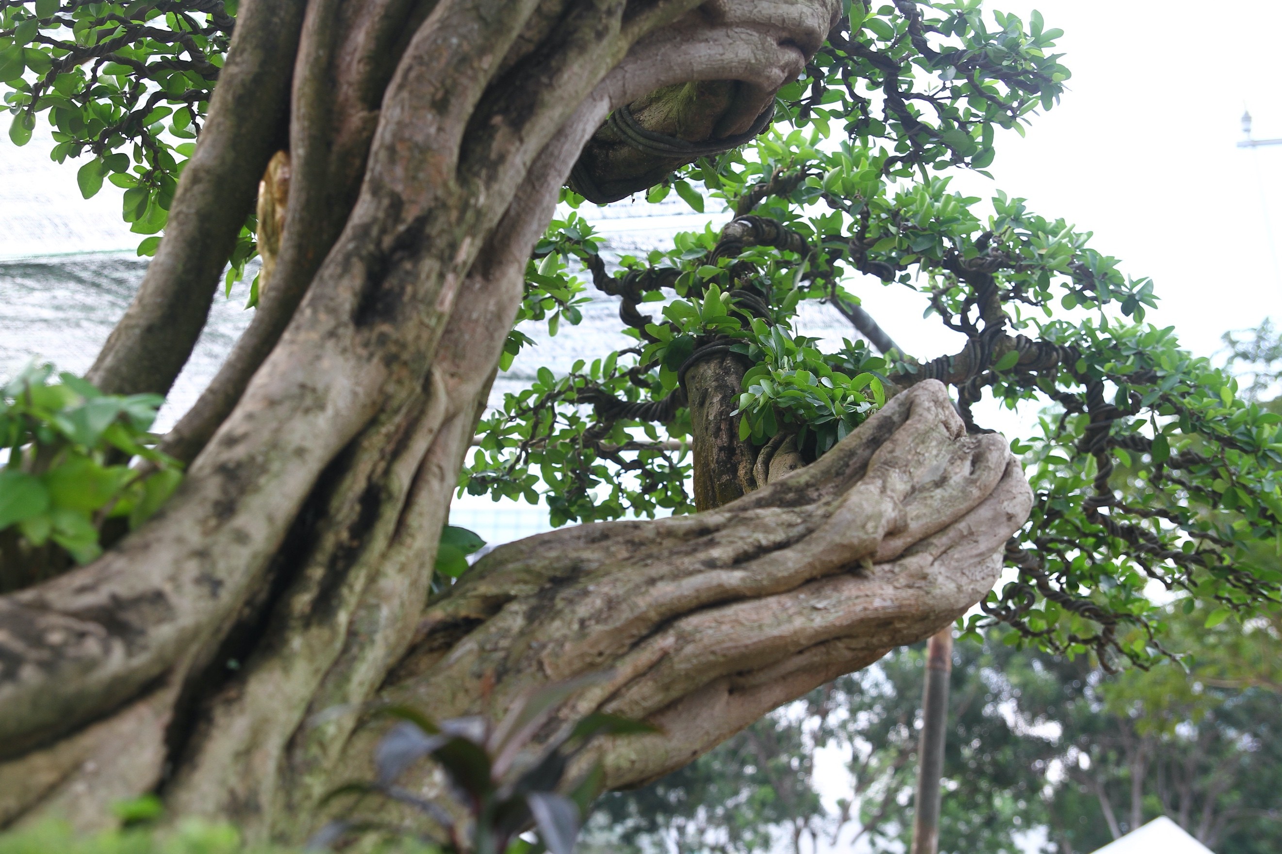 Cây ăn quả quen thuộc lên chậu thành bonsai: Giá tiền tỷ, mang may mắn và tài lộc Cây ăn quả quen thuộc lên chậu thành bonsai: Giá tiền tỷ, mang may mắn và tài lộc
