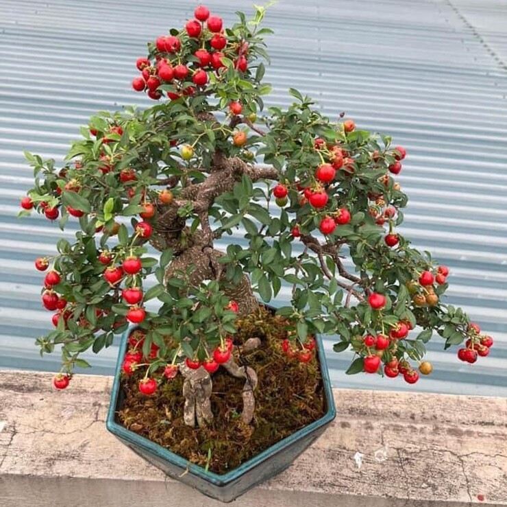 Cây ăn quả quen thuộc lên chậu thành bonsai: Giá tiền tỷ, mang may mắn và tài lộc Cây ăn quả quen thuộc lên chậu thành bonsai: Giá tiền tỷ, mang may mắn và tài lộc